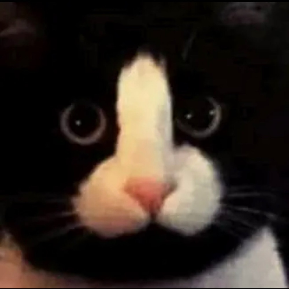 Meet your Posher, Sophia